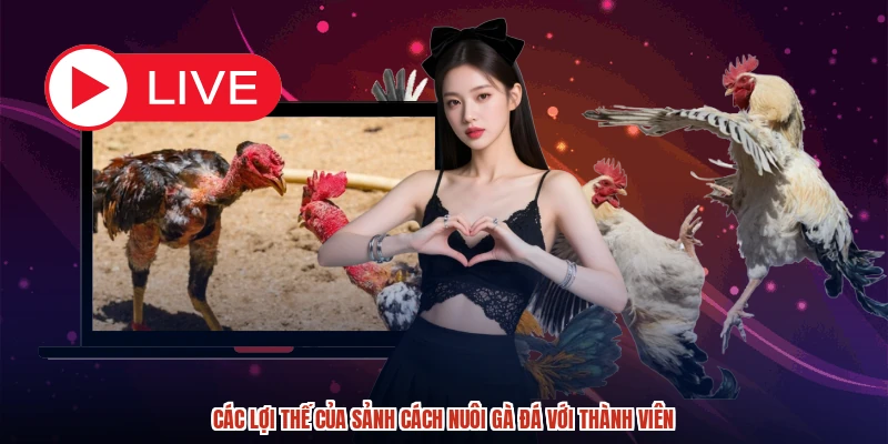 Các lợi thế của sảnh cách nuôi gà đá với thành viên