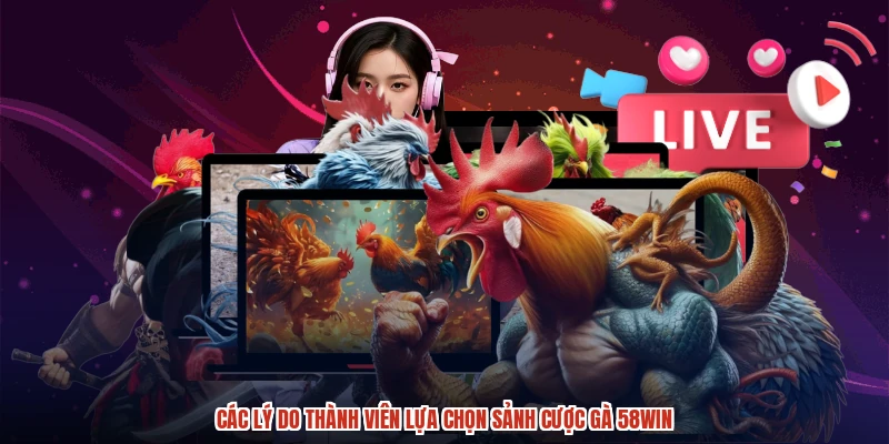 Các lý do thành viên lựa chọn sảnh cược gà 58WIN