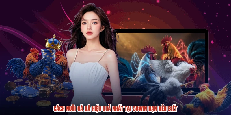 Cách Nuôi Gà Đá Hiệu Quả Nhất Tại 58WIN Bạn Nên Biết