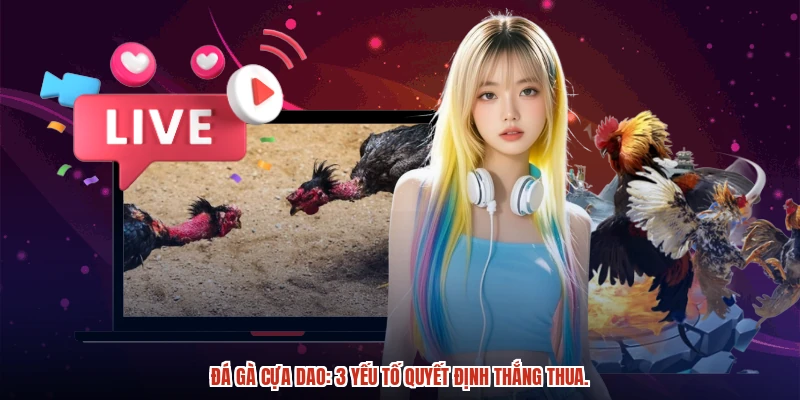 Đá gà cựa dao: 3 yếu tố quyết định thắng thua.