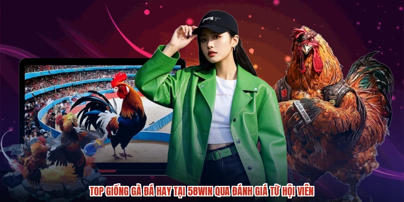 Top Giống Gà Đá Hay Tại 58WIN Qua Đánh Giá Từ Hội Viên